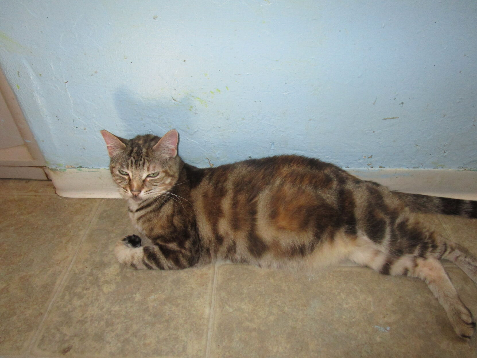 Kohl's Cat House - Izzabella
